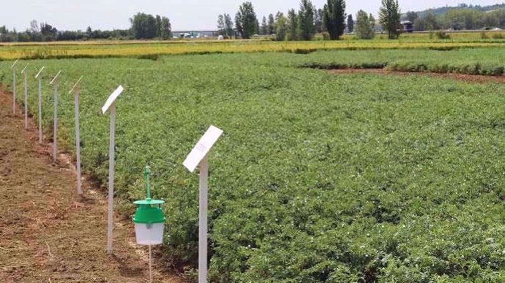 À retenir de cette campagne 2019 pour le pois chiche : une levée irrégulière dans certaines situations, l’absence de phénomène d’hydromorphie, un bon état sanitaire, une longue période de floraison avec des températures douces et un rayonnement important, un stress thermique (et parfois hydrique) en fin de cycle. (©Terres Inovia)