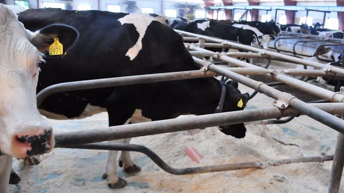 Barre au garrot de logette trop basse, problème de confort chez la vache laitière