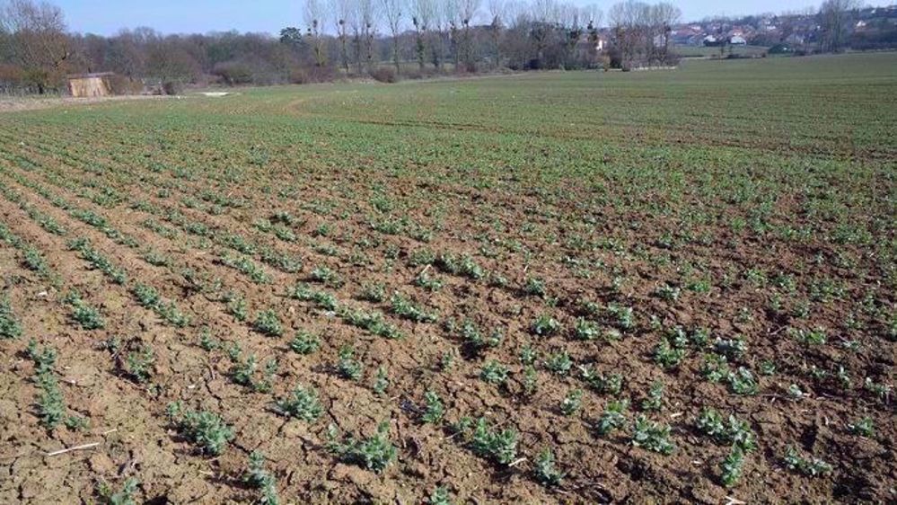 Les semis de protéagineux d'hiver peuvent être envisagés jusque début voire mi-décembre selon les secteurs.