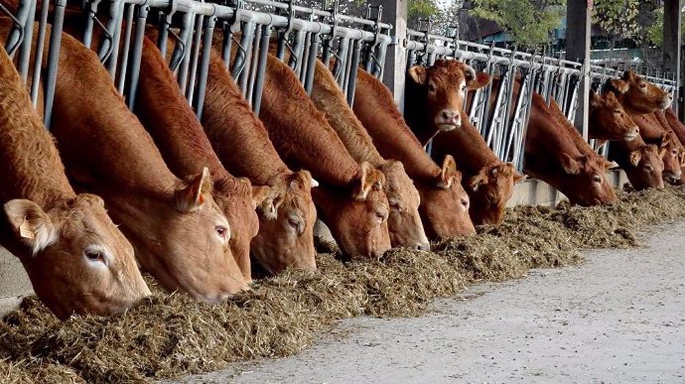 Une double période de vêlage en allaitant (printemps et automne) permet de mieux répartir les pics de travaux. (©Ferme expérimentale de Thorigné-d'Anjou)
