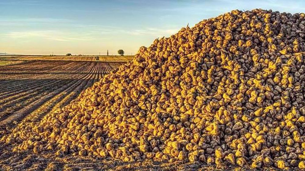 La fermeture de la sucrerie de Bourdon va impacter 350 emplois directs ou indirects (©Pixabay)<span style="font-size: 14px; text-align: justify; color: #000000;"> 