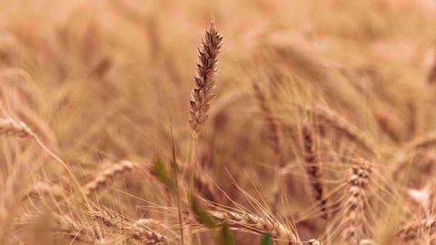 Les cultures de blé ont souffert de la sécheresse en Australie  