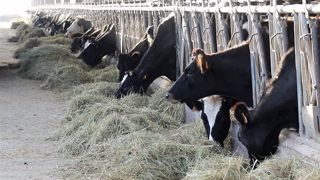 Quelle ration pour produire du lait bio l'hiver ? Ensilage d'herbe, maïs ou luzerne ? Et quel concentré ? (©Terre-net Média) Quelle ration pour produire du lait bio l'hiver ? Ensilage d'herbe, maïs ou luzerne ? Et quel concentré ? (©Terre-net Média)