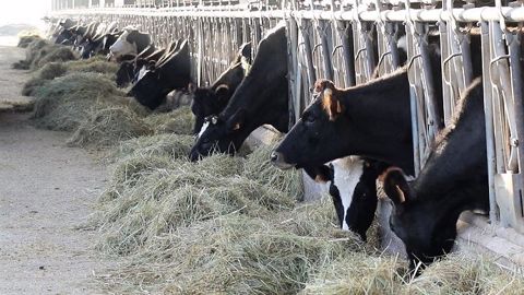 Quelle ration pour produire du lait bio l'hiver ? Ensilage d'herbe, maïs ou luzerne ? Et quel concentré ? (©Terre-net Média) Quelle ration pour produire du lait bio l'hiver ? Ensilage d'herbe, maïs ou luzerne ? Et quel concentré ? (©Terre-net Média)
