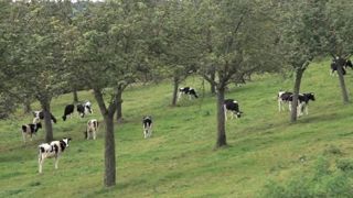 Jeunes bovins, adultes et ovins peuvent tout à fait pâturer des vergers, à condition de respecter certaines règles. Jeunes bovins, adultes et ovins peuvent tout à fait pâturer des vergers, à condition de respecter certaines règles.