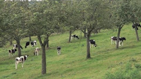 Jeunes bovins, adultes et ovins peuvent tout à fait pâturer des vergers, à condition de respecter certaines règles.