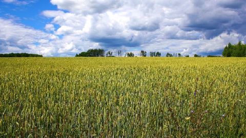 Une augmentation de 20 % de la production de blé russe d'ici 5 ans, apparaît comme étant le scénario le plus probable pour Michel Portier. (©Pixabay) Une augmentation de 20 % de la production de blé russe d'ici 5 ans, apparaît comme étant le scénario le plus probable pour Michel Portier. (©Pixabay)