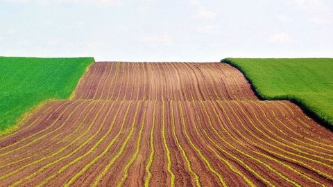 Les surfaces de blé sont en recul en Allemagne. Les surfaces de blé sont en recul en Allemagne.