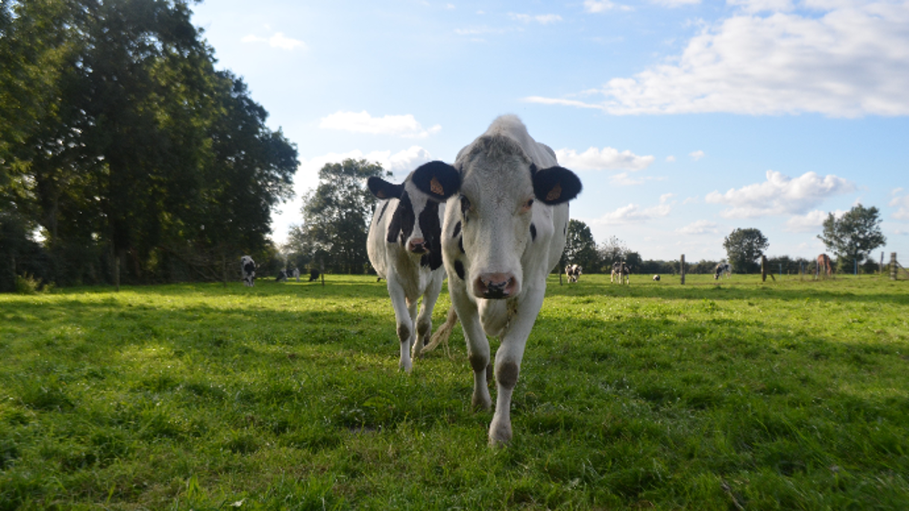 L'impact du Brexit devrait être limité à court terme.