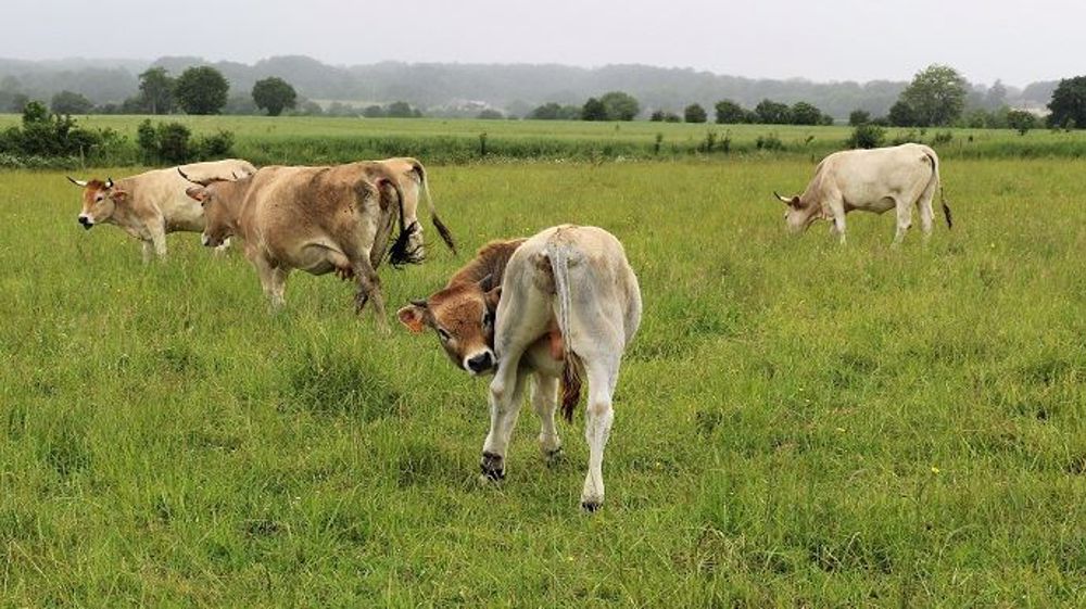 Avec une situation économique plutôt morose, les éleveurs revoient leurs projets d'investissements à la baisse pour 2020. (©Terre-net Média) Avec une situation économique plutôt morose, les éleveurs revoient leurs projets d'investissements à la baisse pour 2020. (©Terre-net Média)