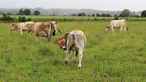 Avec une situation économique plutôt morose, les éleveurs revoient leurs projets d'investissements à la baisse pour 2020. (©Terre-net Média) Avec une situation économique plutôt morose, les éleveurs revoient leurs projets d'investissements à la baisse pour 2020. (©Terre-net Média)