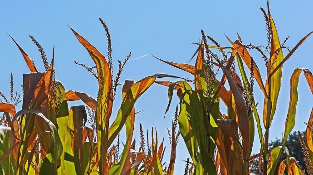 Les variétés labellisées sont sélectionnées pour leur bon rendement en situation normale et leur capacité à mieux se comporter en cas de stress hydrique à différentes périodes-clés », résume Jean-Marie Lézé, chef marché semences maïs grain Dekalb. (©Pixabay)