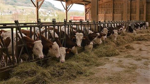 La sécurité fourragère à moyen et long terme est un enjeu capital dans le contexte de réchauffement climatique. (©Terre-net Média) La sécurité fourragère à moyen et long terme est un enjeu capital dans le contexte de réchauffement climatique. (©Terre-net Média)