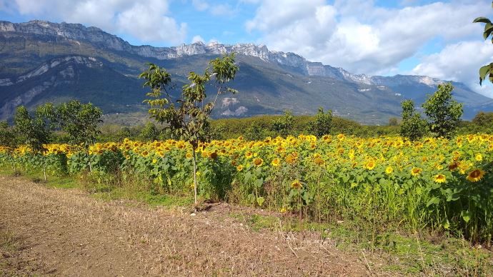 Champ de tournesol