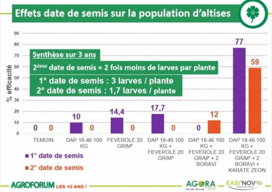 Effet de la date de semis sur la population d'altises