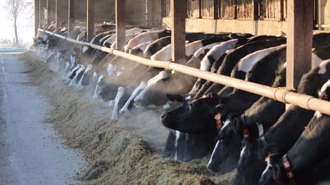 L'union des producteurs agricoles du Québec demande à ce qu'on durcisse les condamnations des activistes végans. C'est chose faite puisqu'un juge leur a interdit de s'approcher à moins de 500 m d'une ferme. (©Agrikol)