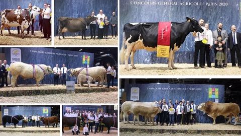 Tous les palmarès et replays des concours bovins Tous les palmarès et replays des concours bovins