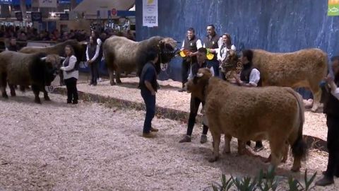 Hulotte et Heros, champions du concours Aubrac au Sia 2020. (©Sia)