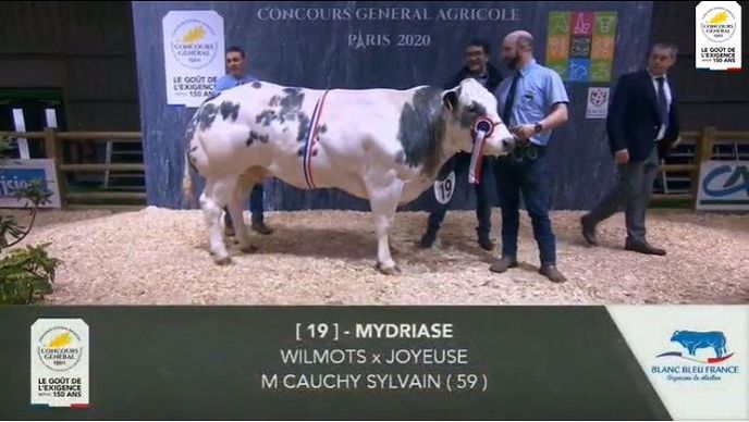 Mydriase, grande championne Blanc Bleu au Sia 2020.