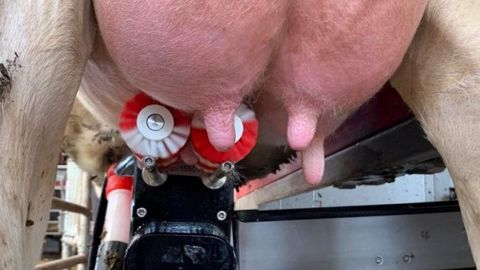 Traite d'une vache laitière au robot : nettoyage des trayons