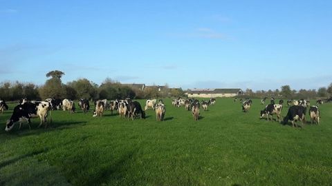 Vaches en pâture