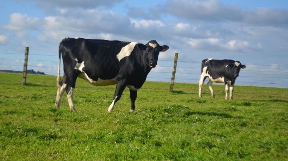 Réduire les animaux improductifs en jouant à la fois sur le taux de renouvellement et sur l’âge au vêlage est l'un des leviers pour réduire son empreinte carbone. (©Terre-net Média)