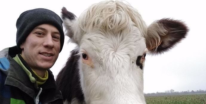 Raphaël Spruytte et l'une de ses vaches Normandes