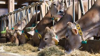 Le taux d'urée dans le lait : à quoi ça sert ? Faut-il s'en inquiéter ? Le taux d'urée dans le lait : à quoi ça sert ? Faut-il s'en inquiéter ?