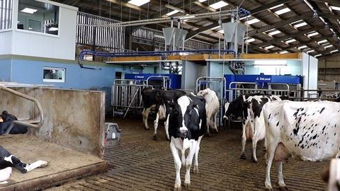 Pour atténuer les conséquences économiques du Covid-19, beaucoup de laiteries ont demandé des baisses de production (©Terre-net Média)