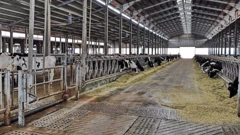 De bons fourrages et des matières premières nobles constituent une bonne ration pour un troupeau productif. Attention cependant à ne pas négliger les autres aspects qui font durer le troupeau comme le logement ou la santé. (©De Meuh en mieux)