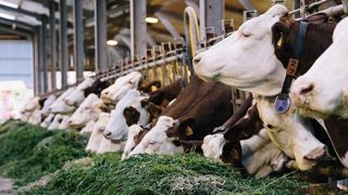 La luzerne présente de nombreux intérêts pour les vaches laitières. Reste cependant à calculer sa rentabilité. (©La Coopération Agricole Luzerne de France) La luzerne présente de nombreux intérêts pour les vaches laitières. Reste cependant à calculer sa rentabilité. (©La Coopération Agricole Luzerne de France)