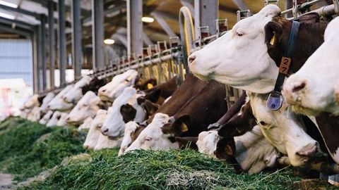 La luzerne présente de nombreux intérêts pour les vaches laitières. Reste cependant à calculer sa rentabilité. (©La Coopération Agricole Luzerne de France) La luzerne présente de nombreux intérêts pour les vaches laitières. Reste cependant à calculer sa rentabilité. (©La Coopération Agricole Luzerne de France)