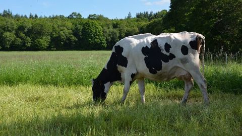 Avec une pousse de l'herbe de plus de 45 kg MS/ha/j, une surface d'au moins 25 ares/VL et 12 jours d'avance de pâturage, il est possible de fermer le silo de maïs. (©Terre-net Média) Avec une pousse de l'herbe de plus de 45 kg MS/ha/j, une surface d'au moins 25 ares/VL et 12 jours d'avance de pâturage, il est possible de fermer le silo de maïs. (©Terre-net Média)