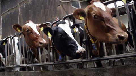 Coproduit de la filière amidonnerie, le corn gluten feed peut être intéressant pour les éleveurs disposant d'une usine à proximité. (©CC) Coproduit de la filière amidonnerie, le corn gluten feed peut être intéressant pour les éleveurs disposant d'une usine à proximité. (©CC)