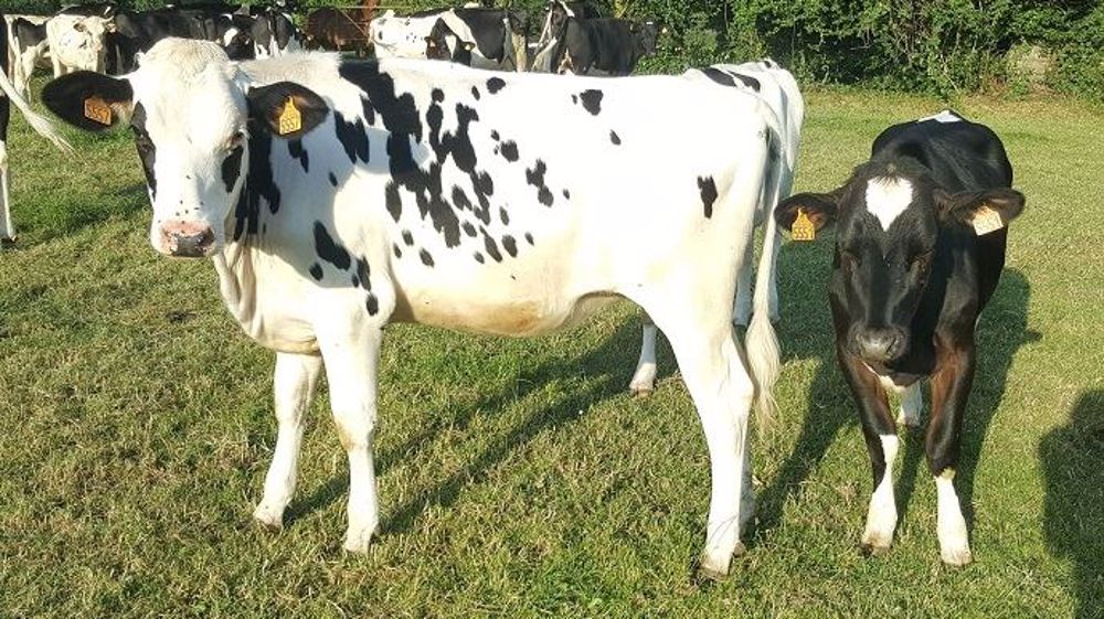 Strongles digestifs et génisses : il en faut la juste quantité !