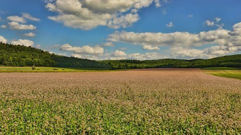Le sarrasin est une culture nettoyante et peu exigeante en azote. (©Pixabay)