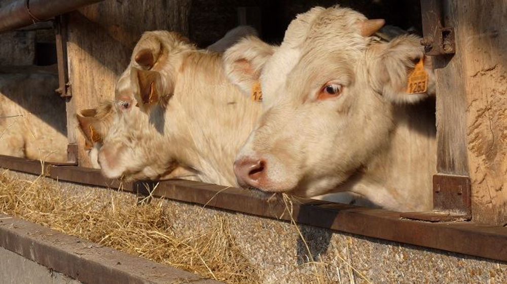 Avec de l'ensilage d'herbe ou la luzerne, on améliore l'autonomie protéique dans la ration des bovins viande. Attention en revanche aux coûts alimentaires qui peuvent augmenter à cause du rallongement de la période d'engraissement. (©Terre-net Média)