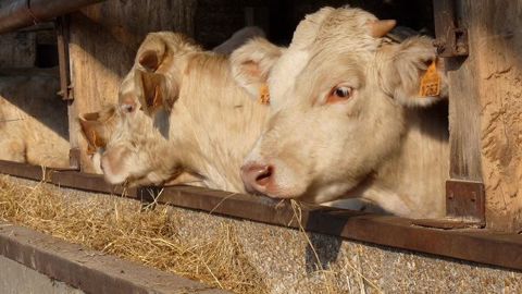 Avec de l'ensilage d'herbe ou la luzerne, on améliore l'autonomie protéique dans la ration des bovins viande. Attention en revanche aux coûts alimentaires qui peuvent augmenter à cause du rallongement de la période d'engraissement. (©Terre-net Média) Avec de l'ensilage d'herbe ou la luzerne, on améliore l'autonomie protéique dans la ration des bovins viande. Attention en revanche aux coûts alimentaires qui peuvent augmenter à cause du rallongement de la période d'engraissement. (©Terre-net Média)