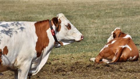 Vous allez bientôt manquer d'herbe ? Comment réintroduire du maïs après avoir été au pâturage plat unique ? Yan Mathioux, nutritionniste, recommande une transition en douceur. (©CC) Vous allez bientôt manquer d'herbe ? Comment réintroduire du maïs après avoir été au pâturage plat unique ? Yan Mathioux, nutritionniste, recommande une transition en douceur. (©CC)