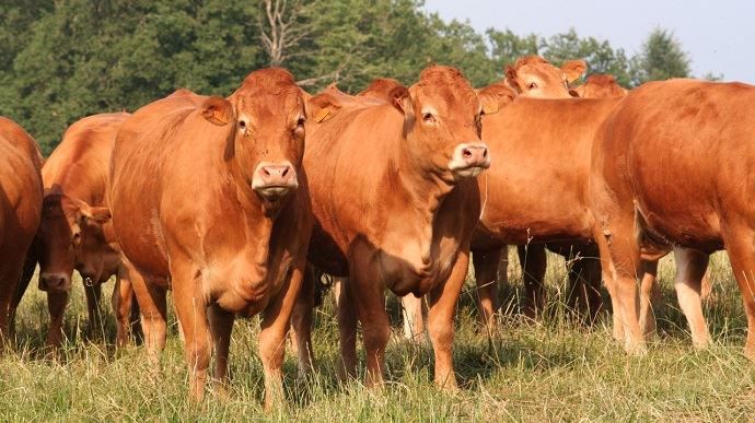 vaches limousines au pre