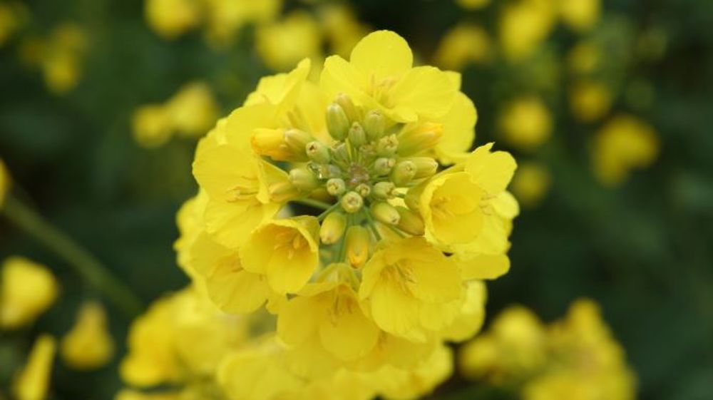 Les variétés hybrides se sont largement imposées sur le marché des semences certifiées. (©Corteva)<span style="font-size: 14px; text-align: justify; color: #000000;"> 