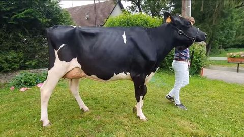 Découvrez en vidéo les 61 vaches du concours Holstein E-xpo Découvrez en vidéo les 61 vaches du concours Holstein E-xpo
