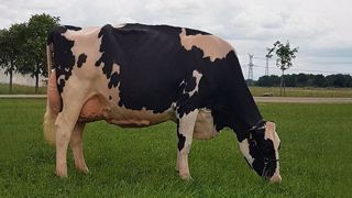 La grande championne : Wilt Emy (Yorrick x Shottle). (©Gaec Wilt) La grande championne : Wilt Emy (Yorrick x Shottle). (©Gaec Wilt)