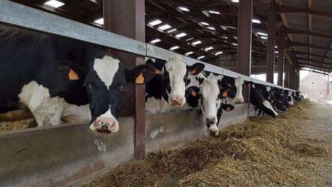 L'intérêt d'introduire de la luzerne dans la ration des vaches laitières se raisonne en fonction du rendement du maïs et de la légumineuse, mais aussi du prix des concentrés. (©Terre-net Média) L'intérêt d'introduire de la luzerne dans la ration des vaches laitières se raisonne en fonction du rendement du maïs et de la légumineuse, mais aussi du prix des concentrés. (©Terre-net Média)
