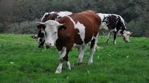 En été, de l'herbe de qualité et du stock sur pied En été, de l'herbe de qualité et du stock sur pied