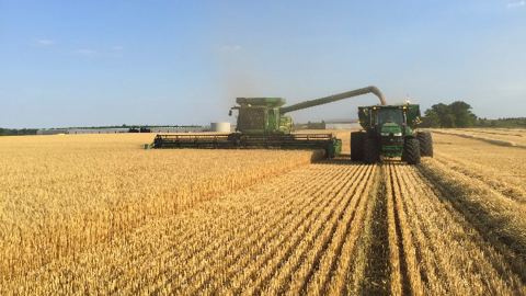 Au 5 juillet, 56 % des surfaces américaines de blé d'hiver avaient été récoltées. (©@cornelissenfarm)
