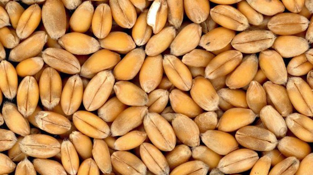 Considérés comme la variable d'ajustement du bilan français, les exports de blé vers les pays tiers seront en fort recul au cours de la campagne 2020/21. (©Pixabay)