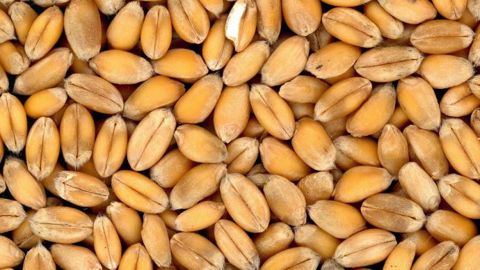 Considérés comme la variable d'ajustement du bilan français, les exports de blé vers les pays tiers seront en fort recul au cours de la campagne 2020/21. (©Pixabay)