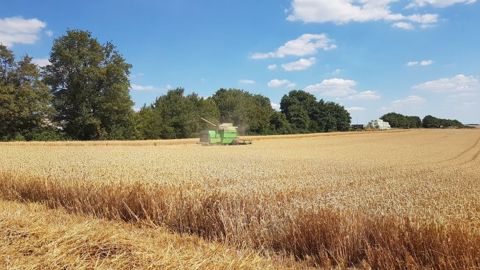 Le rythme des récoltes de blé et orge reste supérieur à celui de l'an dernier. (©@Nicolasgru55)