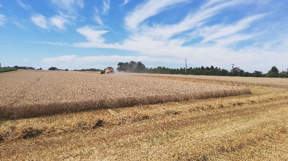 Les récoltes progressent à bon rythme dans l'hémisphère Nord. (©@BertrandChevali)